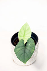 Alocasia regina "miri"